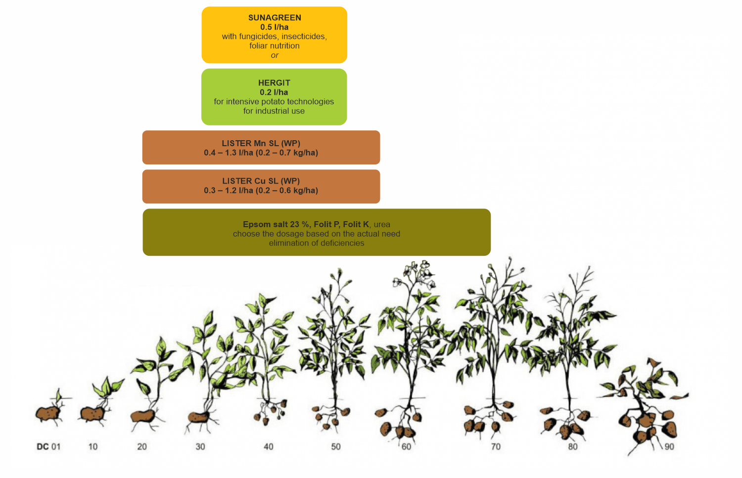 Stimulation of potato growth