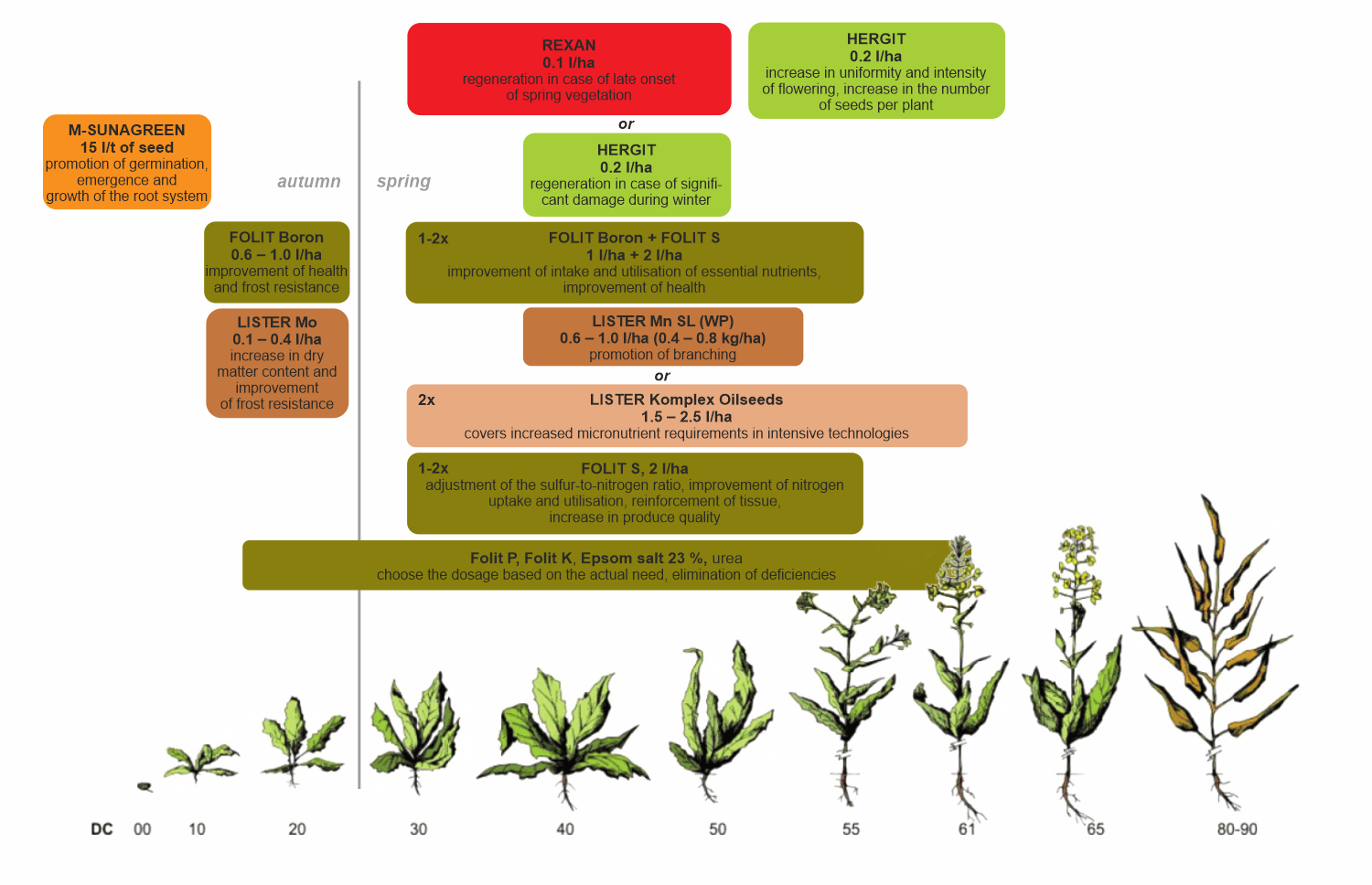 Stimulation of the growth of rapeseed